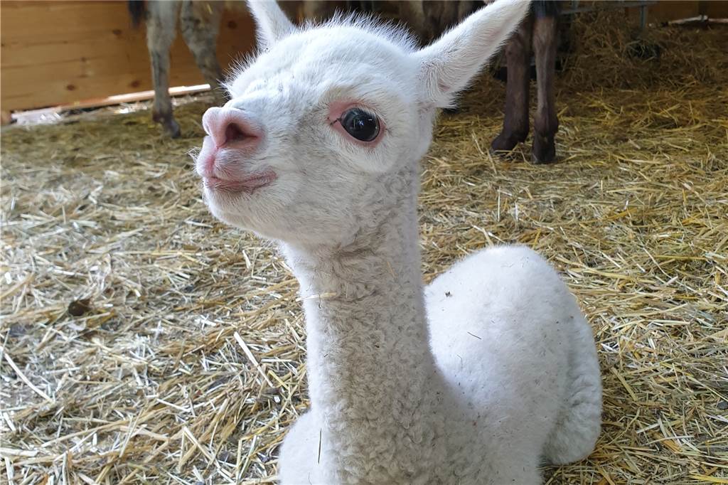 Alpaka-Baby in Dingen geboren - und keiner wusste von der Trächtigkeit von Mama Tabea Das ist das Alpaka-Baby Heinrich. Mutter Tabea brachte es Anfang Juli überraschend zur Welt.