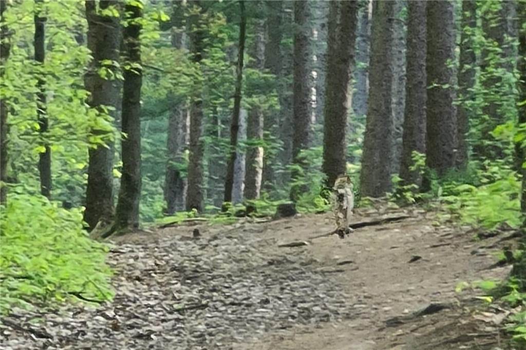Das ist das Foto, das Mario Barz aus Oer-Erkenschwick mit dem Smartphone bei seiner abenteuerlichen Begegnung in der Haard bei "Mutter Wehner" gemacht hat. In der Mitte sieht man einen Vierbeiner, der laut Mario Barz zweifelsfrei ein Wolf gewesen ist. Das Foto wird aktuell von Wolfsexperten in NRW und Sachsen geprüft.