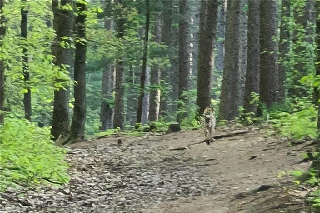 Wolfssichtung in der Haard? - Josephine Hubo: „Das war definitiv kein Hund“ Ein Tier im Wald, bei dem es sich möglicherweise um einen Wolf handeln könnte.