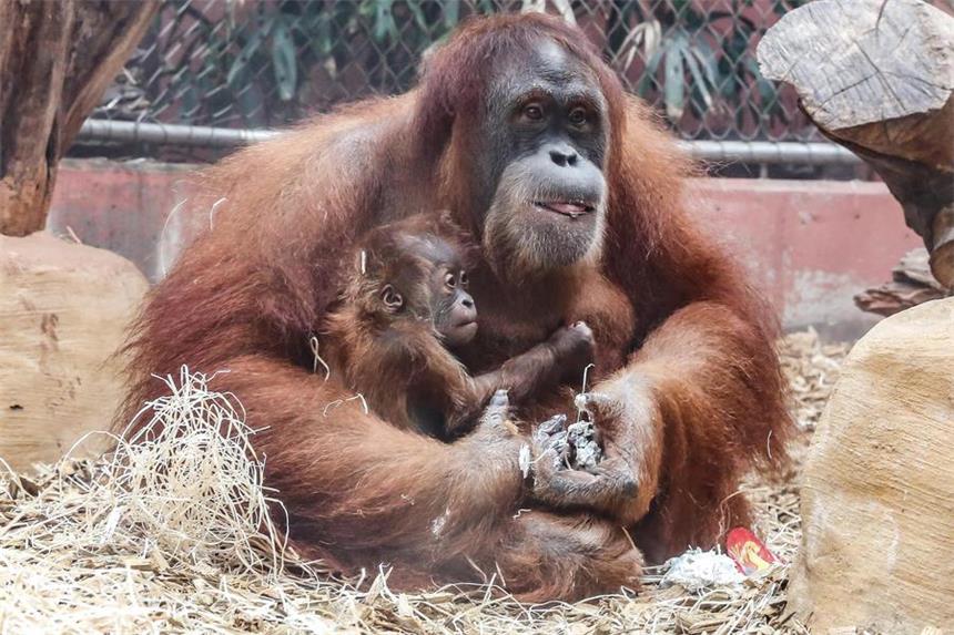 So süß ist das neue Orang-Utan-Baby Das ist der süße Orang-Utan-Nachwuchs im Zoo - zusammen mit seiner Mutter Djamuna.