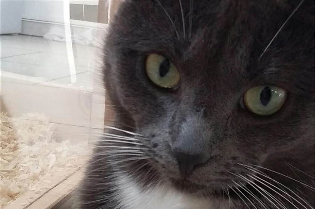 Eine Katze schaut in die Kamera.