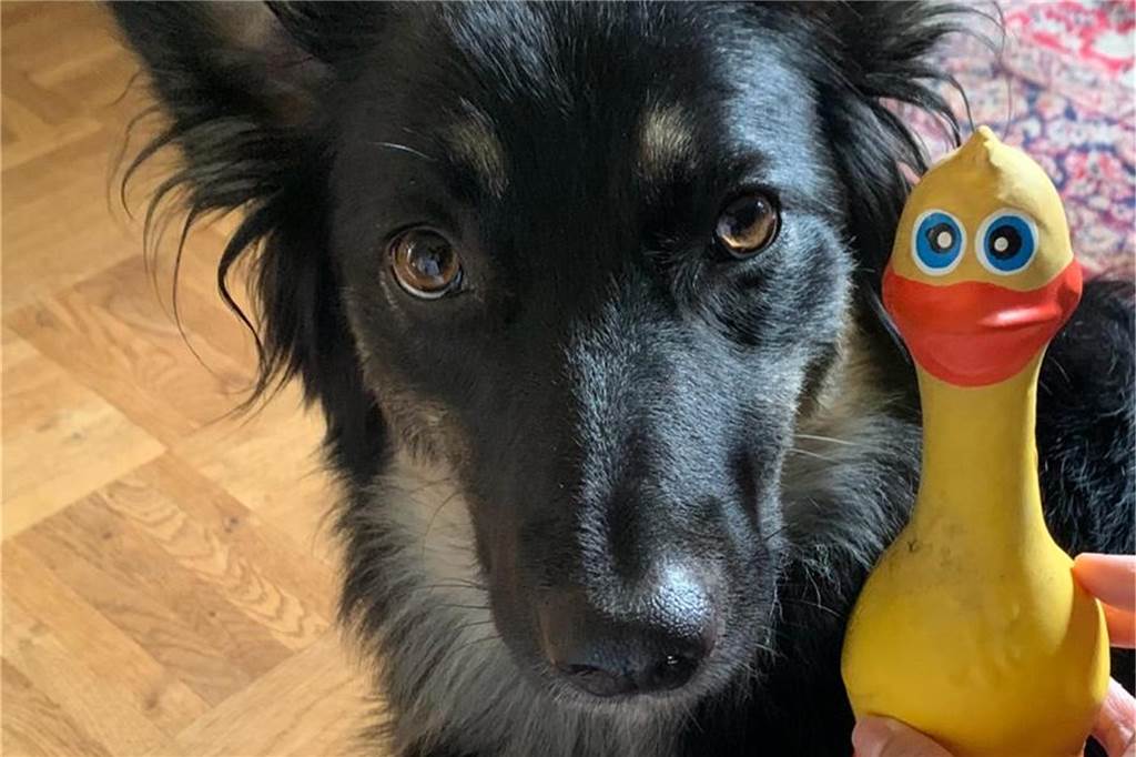 Deutscher Hütehund