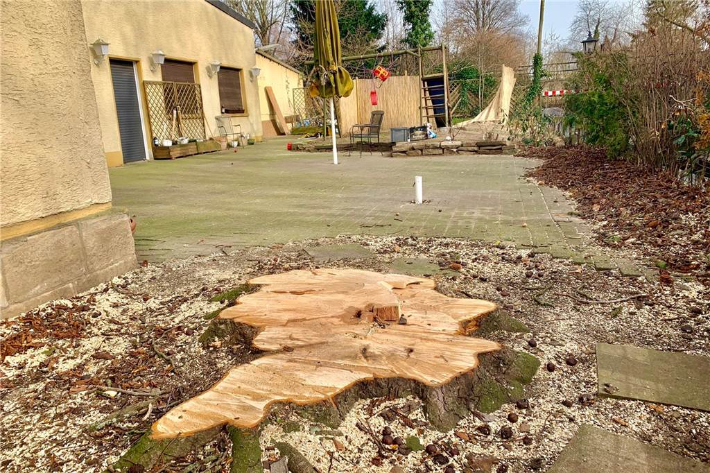 147 Jahre alte Kastanie gefällt: Sie muss den Platz für einen Neubau frei machen Das ist übriggeblieben von dem stolzen Baum, der um 1874 gepflanzt wurde.