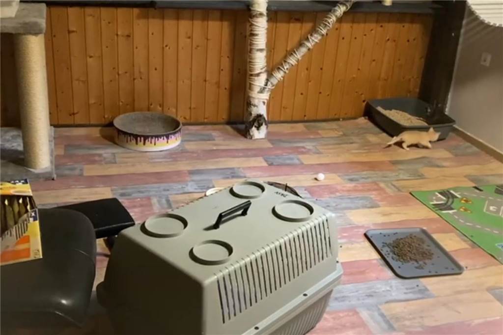 „Die Mama sah mega-ausgemergelt aus, erschreckend“ Das Katzenzimmer der Tewes': Hier verbrachten 12 der geretteten Katzen aus Hostedde ihre erste Nacht.