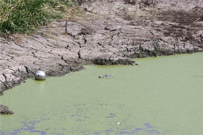 Krokodil in Werner Teich gesichtet Das Krokodil entpuppt sich als ungefährlich.