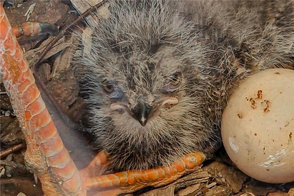 Das Küken der Rotfußseriema im Nest.