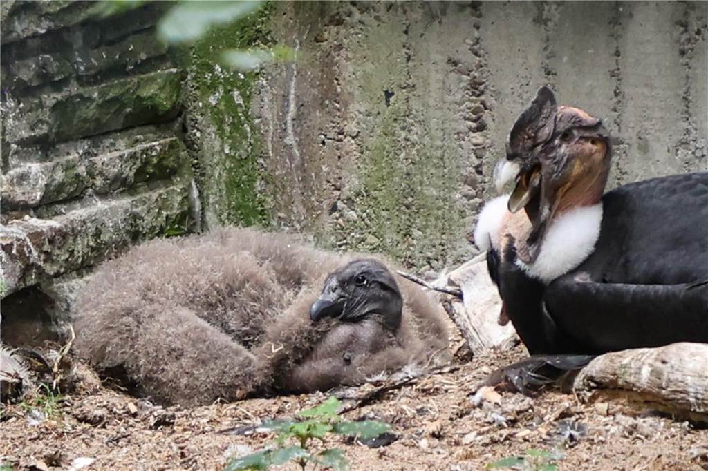Im Zoo gibt es bald eine neue Tierart zu sehen Konrad und Küken