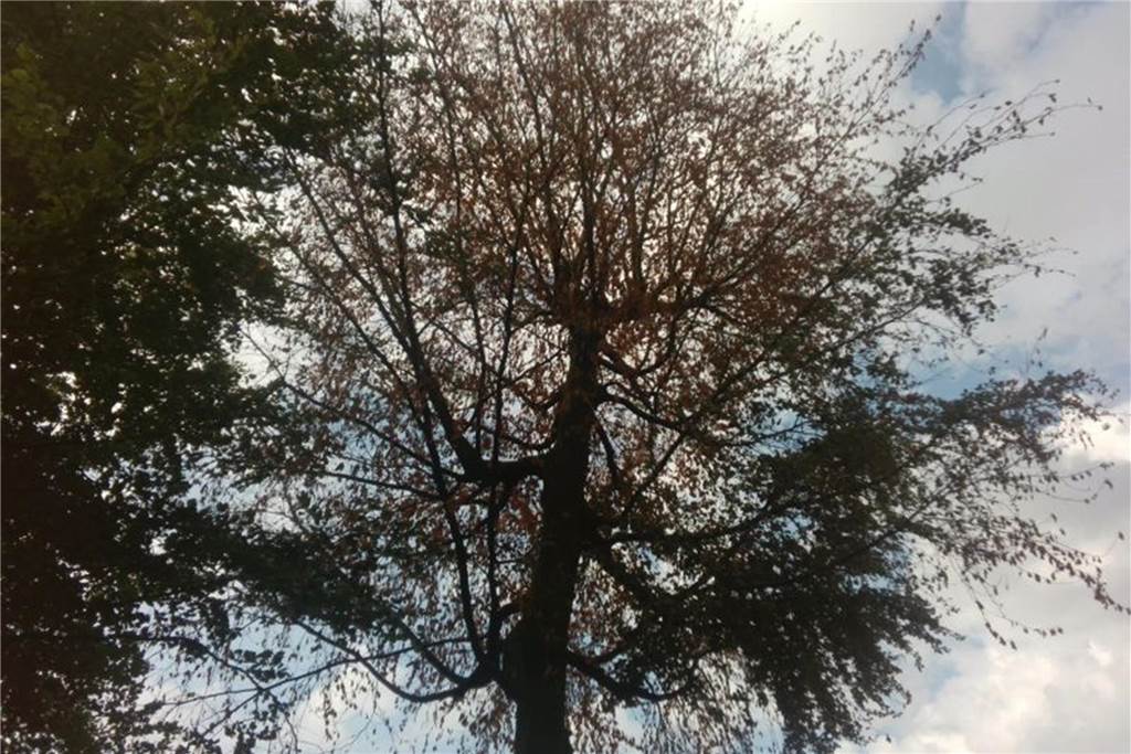 Das Laub der Rotbuche ist braun – und das mitten im Sommer.