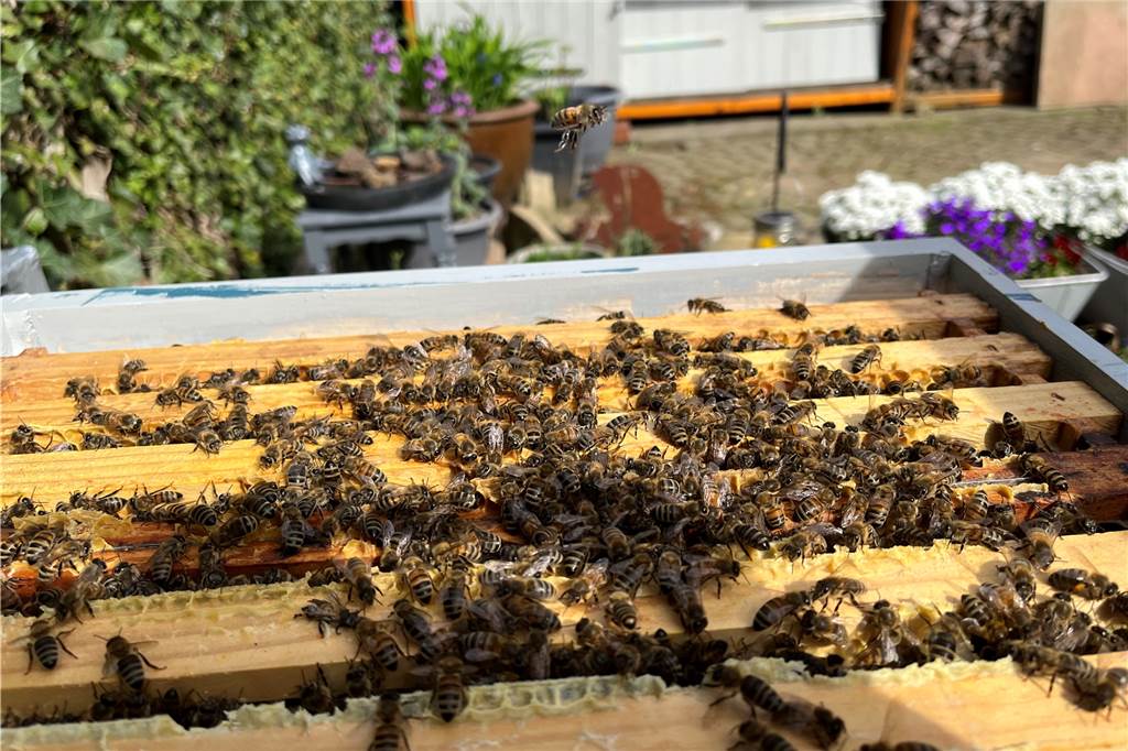 „Hatte da Bock drauf!“ - Patrick Kramer macht Honig mitten im Wohngebiet in Haltern Ein Blick in den Bienenkasten