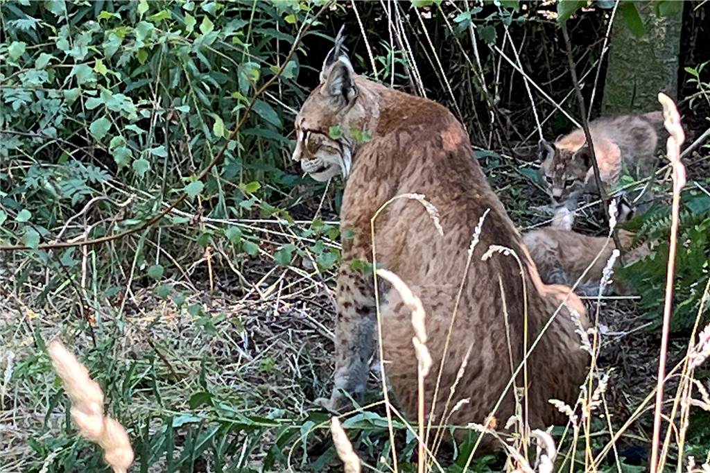 Viele Bilder und Video: So süß sind die Baby-Luchse im Halterner Naturwildpark Das Luchs-Weibchen passt auf ihre Kinder auf, während sie munter miteinander spielen.