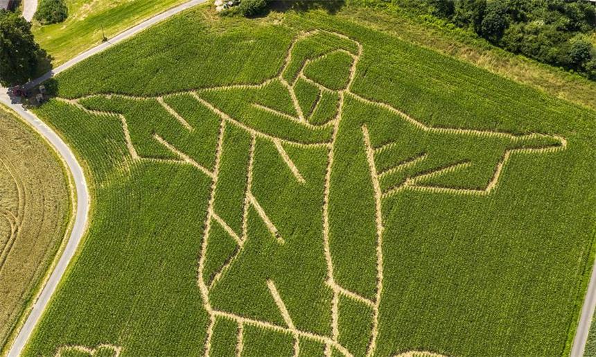 Ein Irrgarten im Zeichen der Fußball-WM Das Maislabyrinth in Selm hat die Form der Christus-Statue in Rio de Janeiro.