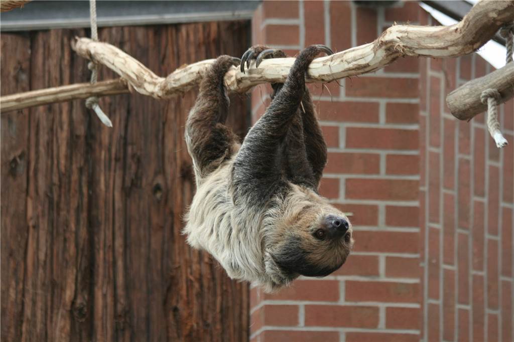 Dortmunder Zoo: Das sind die fünf coolsten Tiere im Amazonashaus Das nachtaktive Zweifingerfaultier Lenta wird von Besuchern oft nicht bemerkt, selbst wenn es über deren Köpfen schwebt.