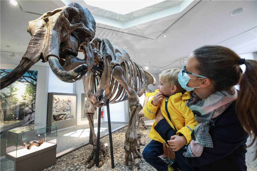 Corona-Zeit in Museen weiter spürbar: Neuer Spitzenreiter bei Besucherzahlen Das Naturmuseum ist wieder das beliebteste städtische Museum in Dortmund.
