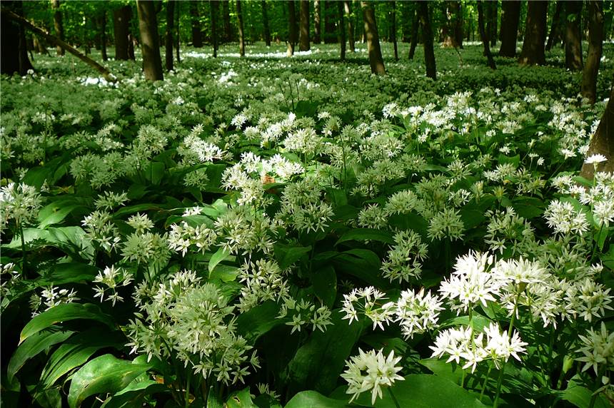 Bärlauchspaziergang: Exkursion ins Naturschutzgebiet Das Naturschutzgebiet IchterlohHeimatverein