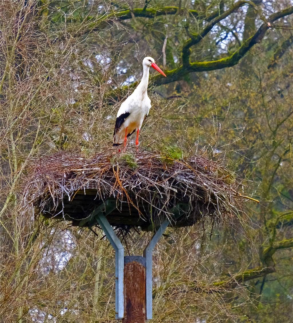 Brüggemanns hoffen auf Storchenbabys an der Haarmühle in Alstätte Storch auf seinem Nest