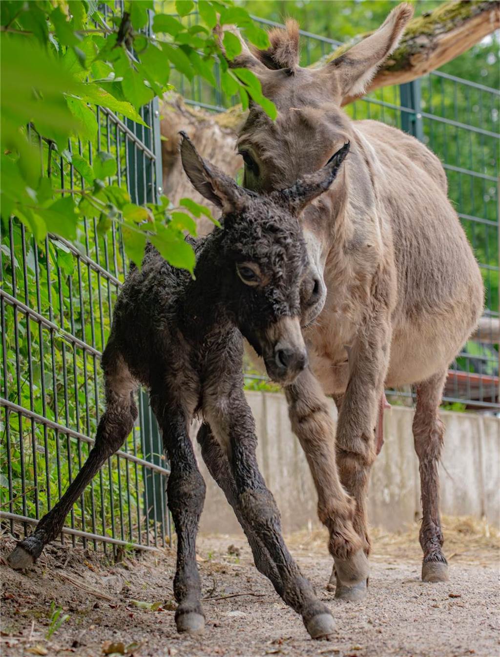Grund zur Freude im Zoo: Neues Eselfohlen geboren Das neue Eselfohlen im Dortmunder Zoo