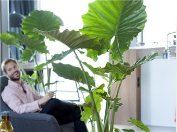 Das Pfeilblatt wird auch Elefantenohr genannt, weil die Blätter daran erinnern - bei manchen Sorten werden sie bis zu einem Meter lang. Foto: Pflanzenfreude.de/dpa-tmn