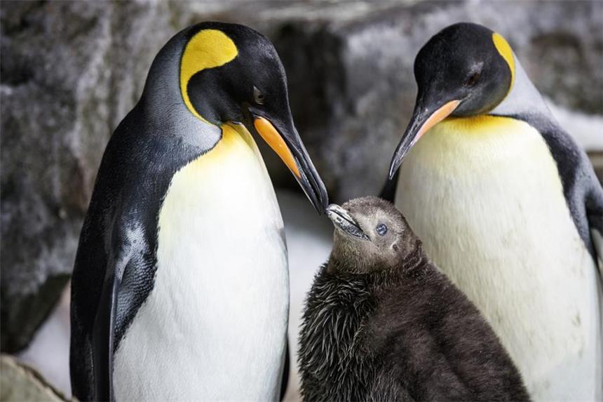 Pinguin-Damen-Paar zieht adoptiertes Küken auf Das Pinguin-Damen-Paar Thelma and Louise mit ihrem adoptierten Küken Chick, was im Februar geboren wurde.