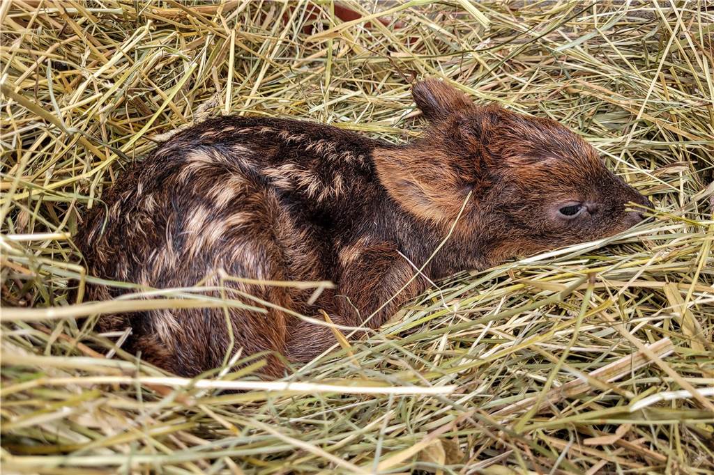Das Pudu-Junge im Stroh.