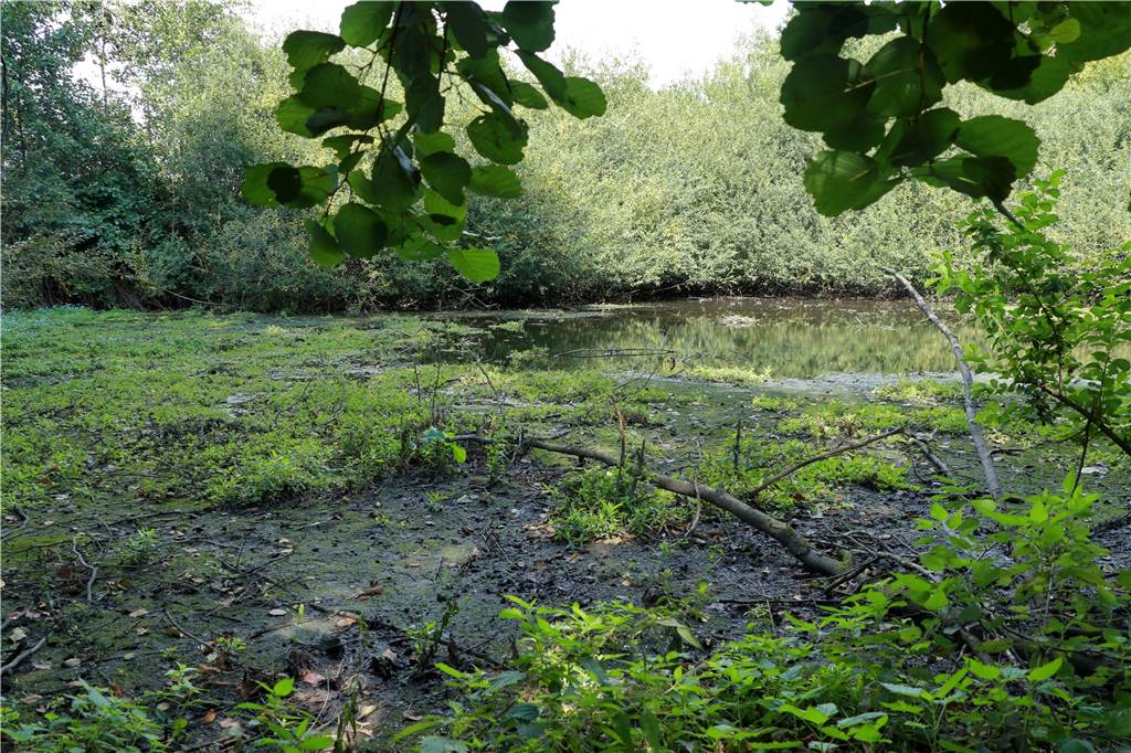 Warum Regenrückhaltebecken heute keine großen, stinkenden Schlammlöcher mehr sind Das Regenrückhaltebecken an der Winterswijker Straße ist Anfang der 90er-Jahre entstanden und entspricht nicht mehr den heutigen Standards.