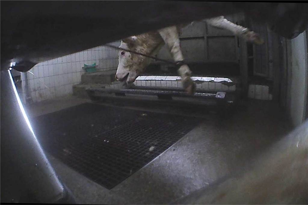 Tierschutz-Skandal bei Prott: Ermittlungen gegen Amtsveterinäre dauern an Das Rind hängt kopfüber in der Schlachthalle.