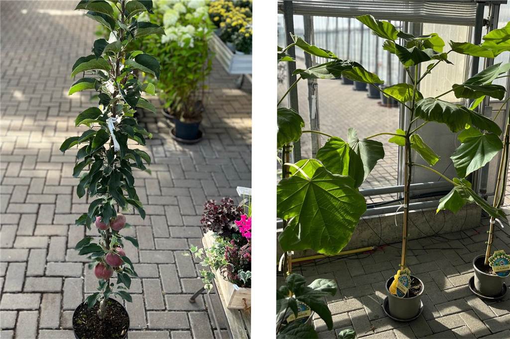 Pflanzen-Boom: Diese Pflanzen für Haus und Garten liegen im Trend Säulenobst und Klimabaum in der Gärtnerei Schwalvenberg.