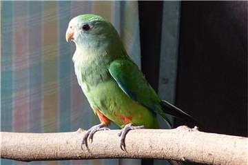 Das Schildsittich-Weibchen sucht neue Halter.