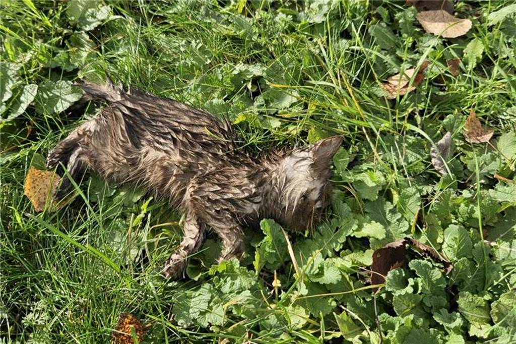 Tierschützer alarmiert: Unterkühlte Katzenbabys in Brambauer gefunden Das sechste Kätzchen lag im Gras. Zunächst glaubten die Helfer, es sei gestorben, doch dann merkte man, dass es noch lebt.