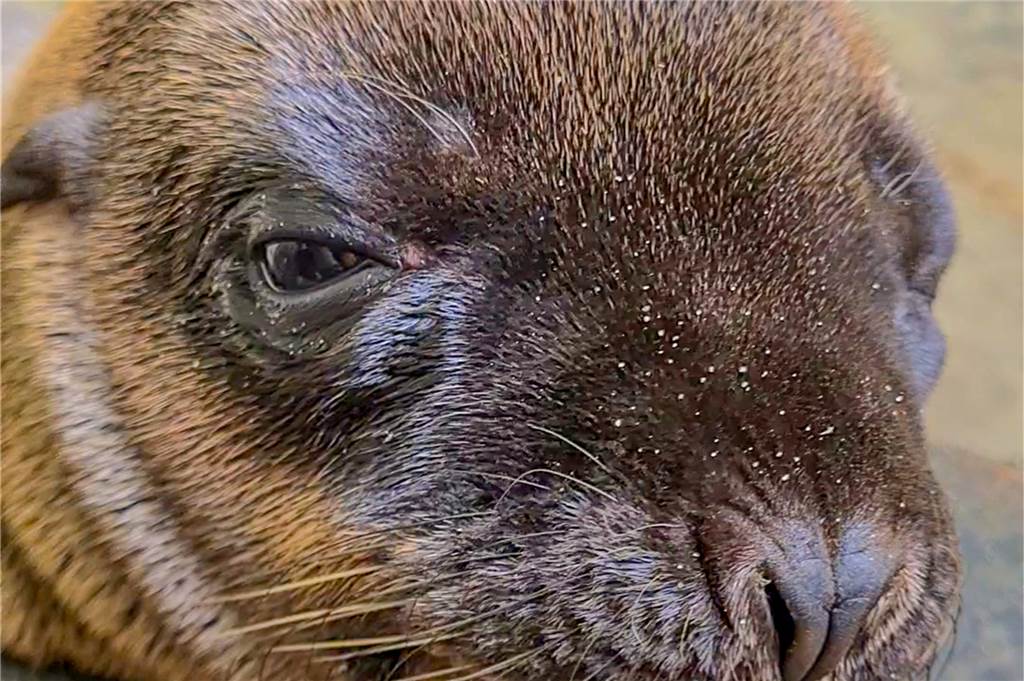 Nachwuchs im Zoo Dortmund: Süße Fotos von Jungtier und Mutter Das Seelöwen-Junge wurde am 19. Juni geboren.
