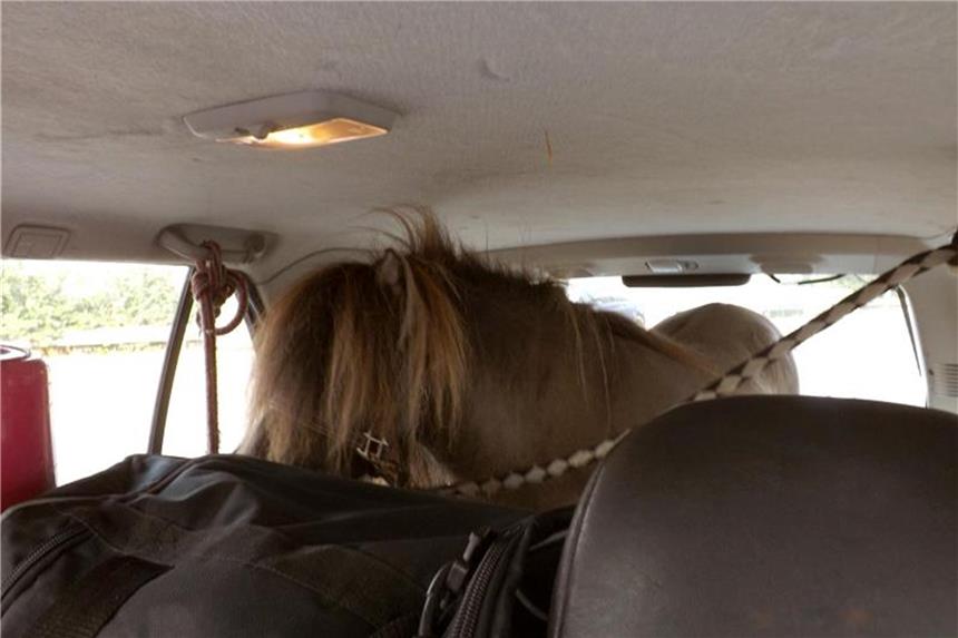 Das Shetland-Pony im Kofferraum, mit einem Seil an den Haltegriffen der Fahrzeugdecke festgebunden. Foto: Polizei Münster