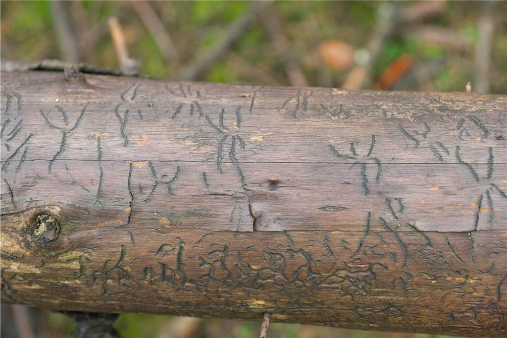 RVR-Revierförster Klingebiel: In der Haard gibt es keine Fichten mehr Die Gänge, die die Borkenkäfer unter der Rinde des Baumes im Stamm hinterlassen. Ist der Baum erst geschädigte, stirbt er ab.