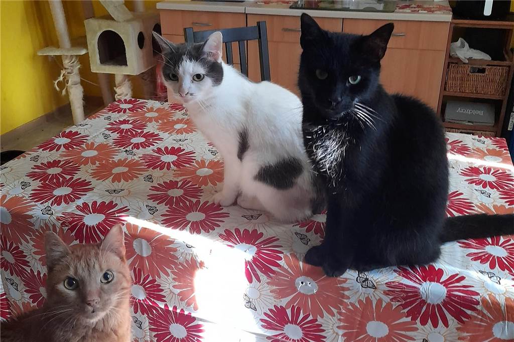 Drei Katzen sitzen auf dem Tisch und Stuhl.