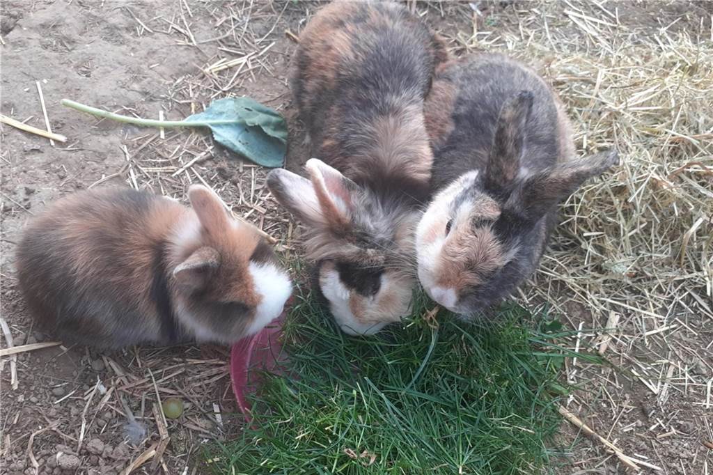 Zu sehen sind drei Kaninchen.