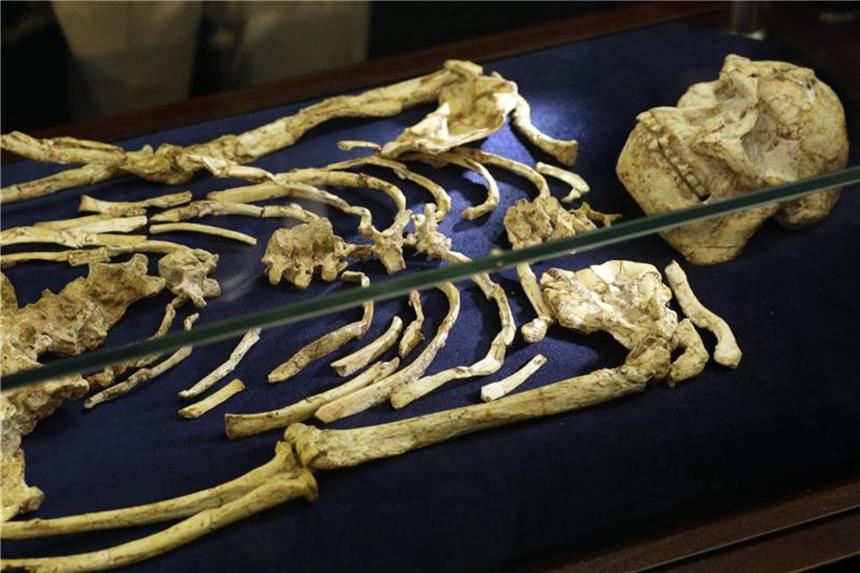 Fast vier Millionen Jahre altes Skelett präsentiert Das Skelett des Australopithecus „Little Foot“ bei der Präsentation in Johannesburg. Foto: Themba Hadebe