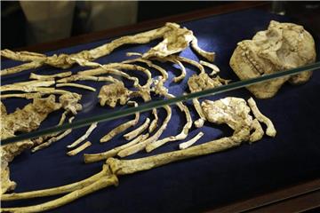 Das Skelett des Australopithecus „Little Foot“ bei der Präsentation in Johannesburg. Foto: Themba Hadebe