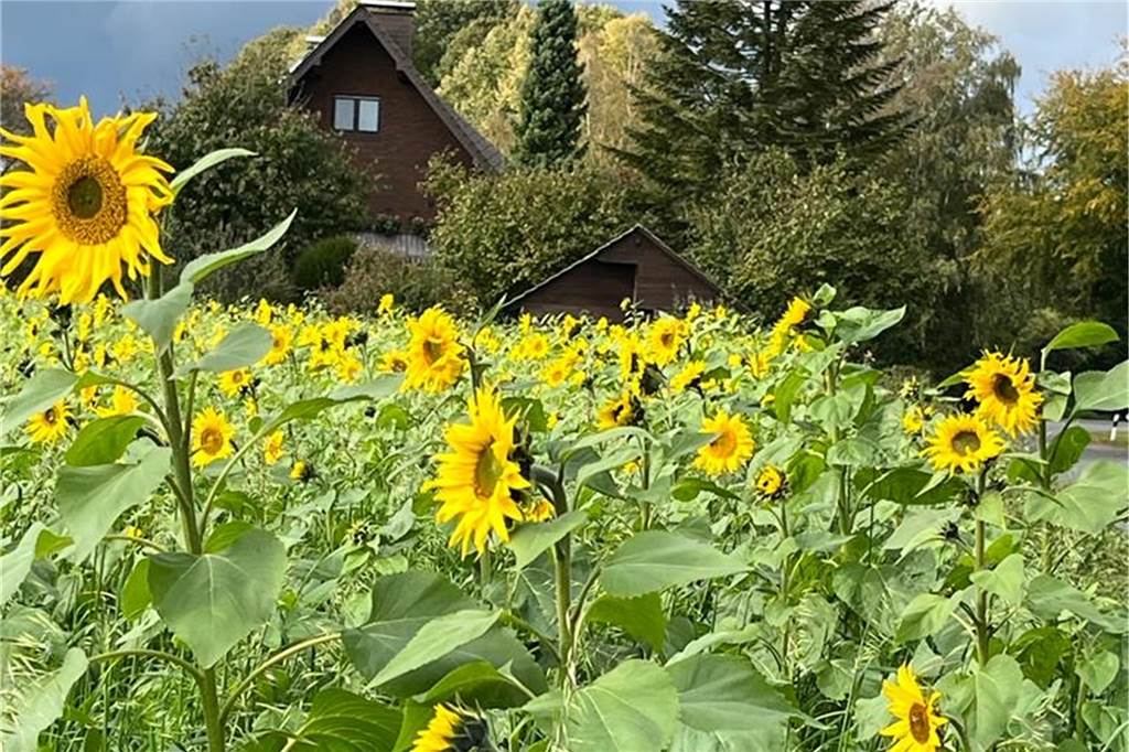 Sonnenblumenfeld in Sythen liefert Nahrung für Bienen Sonnenblumen stehen im Vordergrund, im Hintergrund