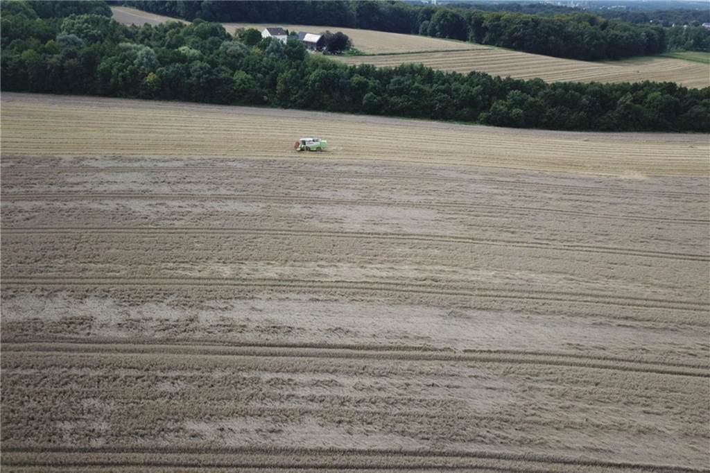 Regen-Sommer: Bauern ernten grauen Weizen, den keine Mühle mehr nimmt Das sonst goldige Getreide wirkt fahlgrau und liegt an vielen Stellen auf dem Feld auf dem Boden.