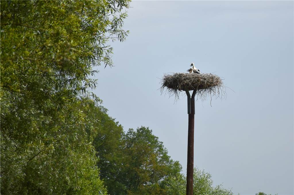 Das Storchennest thront auf einem mehrere Metern hohen Mast direkt am Ufer der Aa. Sobald Spaziergänger, Angler oder andere neugierige Menschen dem Nest zu nahe kommen, ducken sich die drei Jungvögel flach auf den Boden. Mit ersten Flugversuchen rechnet Clemens-August Brüggemann für Mitte Juli. 