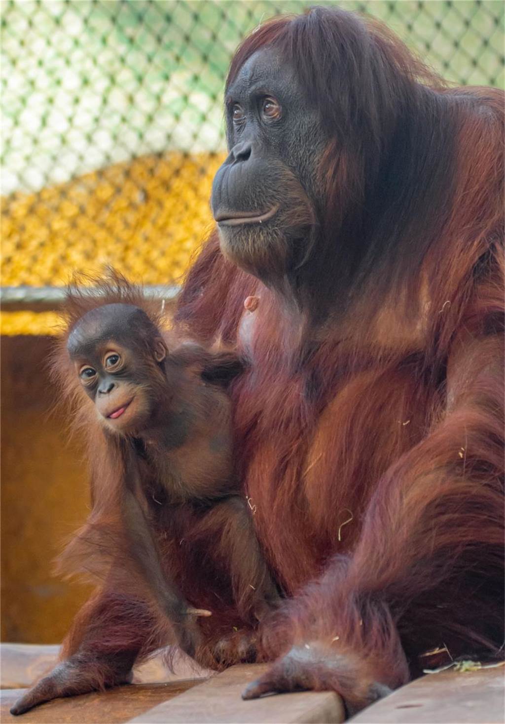 Regenwaldhaus öffnet - aber nur für Besucher mit FFP2-Maske Das Sumatra-Orang-Utan-Jungtier Kleo wurde im Juli 2022 geboren. Jetzt lernt sie erstmals den Kontakt mit Besuchern kennen.