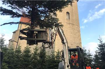 Das Team der Stadtwerke Selm „pflanzt“ den Glitzerwald rund um die Friedenskirche: mehr als 100 Tannen auf weichem Mulch-Boden.