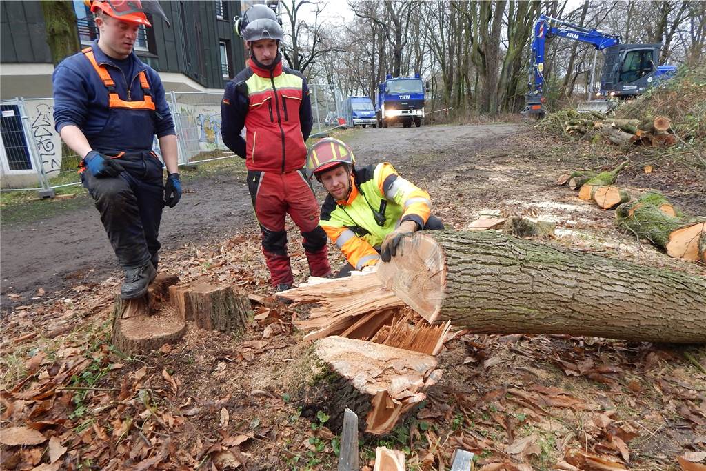Innenstadt von Dorsten: An allen Ecken und Enden wird in diesem Jahr gebuddelt und gebaut Das THW hat im Bereich Maria Lindenhof (Petrinum-Umfeld und Bürgerpark Maria Lindenhof) erste Rodungsarbeiten durchgeführt. Die THW-Einsatzkräfte werden dabei gleichzeitig offiziell an der Motorsäge ausgebildet.