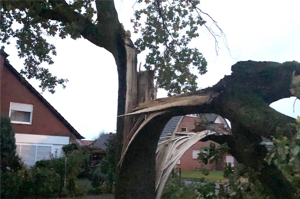 Schneller Eingriff nötig: Sturmtief zerberstet Kegelclub-Eiche Das Tiefdruckgebiet "Hendrik" ließ die Eiche zersplittern.