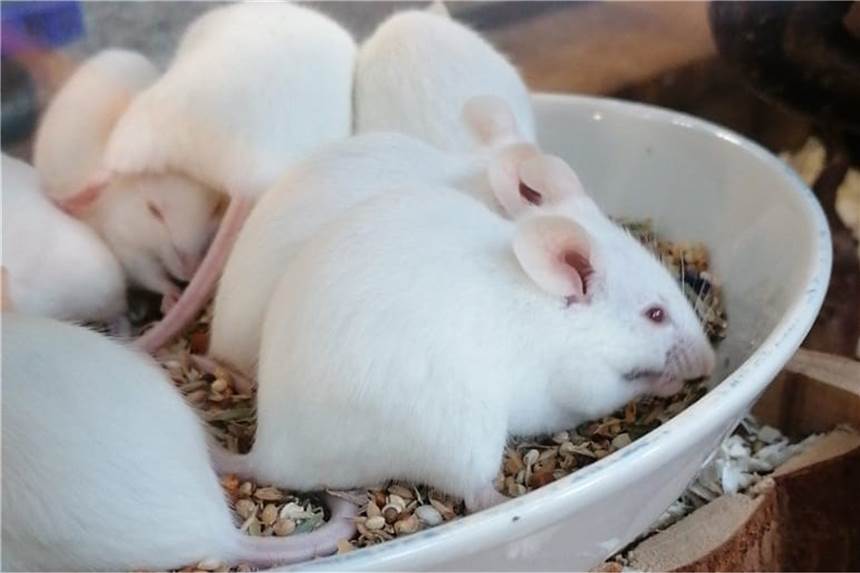 Das Tierheim im Kreis Unna sucht neue Besitzer für diese weißen Farbmäuse.
