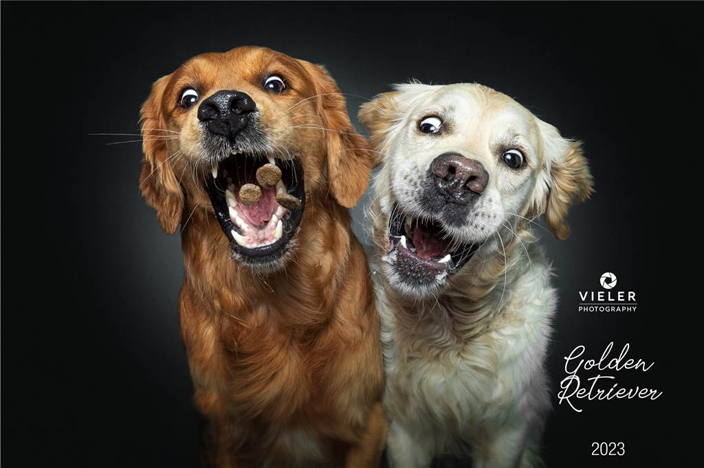 Bekannter Hundefotograf Christian Vieler verschenkt Foto-Shooting Das Titelbild des Kalenders mit Fotos von Golden Retrievern.