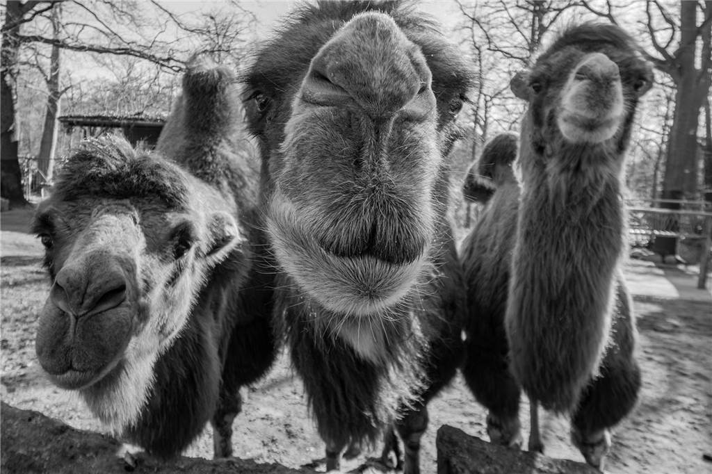 Überraschender Todesfall im Zoo: Trampeltier Ute ist tot Das Trampeltier Ute (Mitte) ist gestorben. Hier ist es mit ihren Schwestern Dilara und Samira zu sehen.