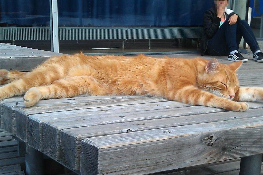 Das undatierte Foto zeigt eine Katze auf dem Gelände der Universität Augsburg (Bayern). Die Augsburger Universität hat mehr als 18 000 Studenten - und eine Campuskatze. Dank Facebook ist das Tier eine kleine Berühmtheit geworden