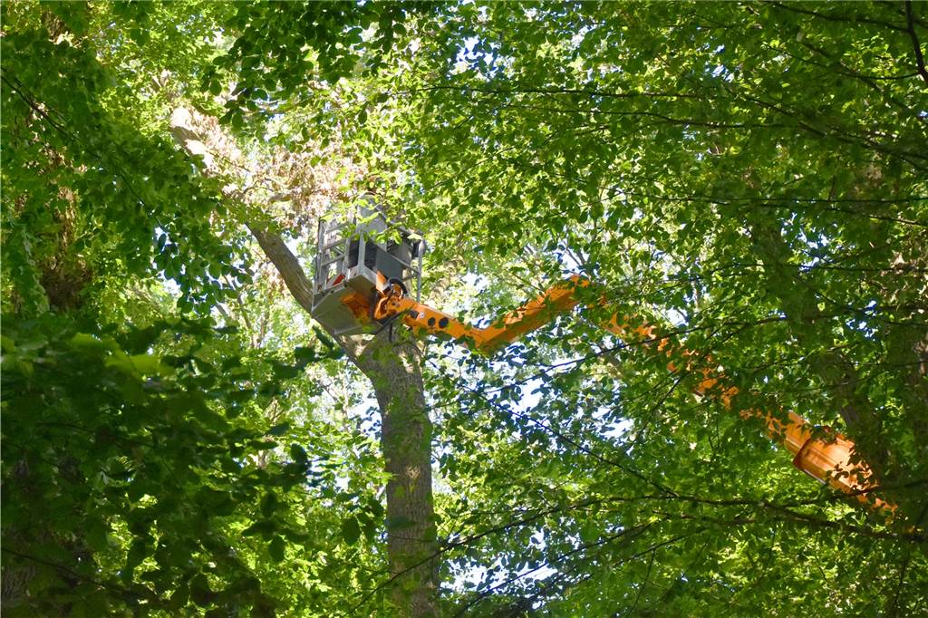 Trockenheit und Waldbrandgefahr: Förster sieht Wälder unter Stress Das Unwetter Ende Juni hatte auch in Pastors Busch einige Schäden angerichtet. Abgerissene Äste wurden am Donnerstag dort aus den Baumkronen geschnitten.