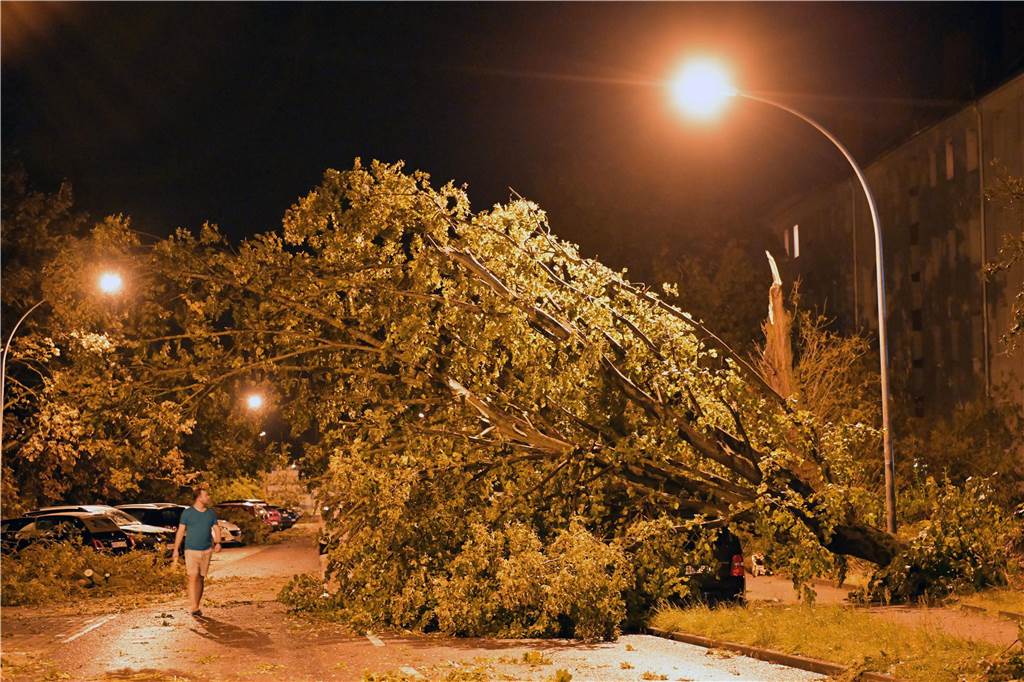 umgefallener Baum liegt auf der Straße