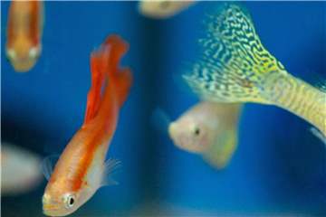 Das Verhältnis von Männchen und Weibchen sollte bei Guppys (Poecilia reticulata) möglichst nicht 1 zu 1 sein: Die Männchen können sonst zu aufdringlich werden. Foto: Franziska Gabbert