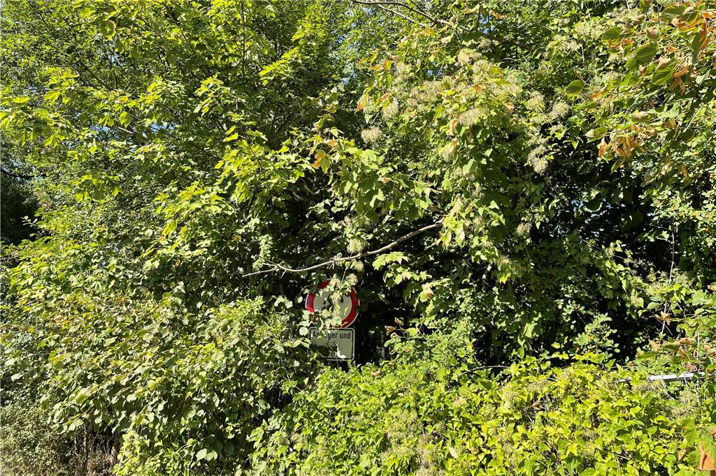 „Vorsicht Kinder“-Schilder an der Reichsmarkstraße sind plötzlich verschwunden vollkommen zugewachsenes Verkehrsschild an der Reichsmarkstraße